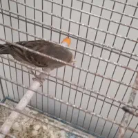 معاوضه قناری ماده.با جوجه نر بخون