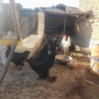 فروش نیمچه مرغ وخروس