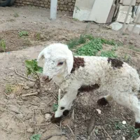 بره شیری.