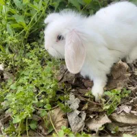 خرگوش ترکیش مولد