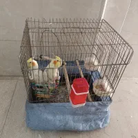 عروس هلندی
