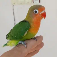 طوطی