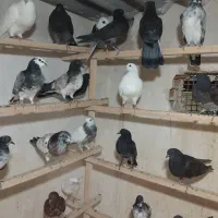 جوجه فروشی