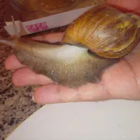 حلزون آلبینو و اسکارگو