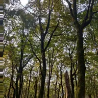 زمین-250متری-کوزان-فرصت-رشد-سرمایه