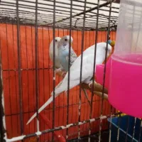 3تا مرغ عشق خوشگل