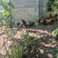 خرووس