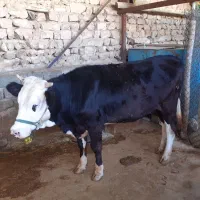 گاو|حیوانات مزرعه|اسلام‌‌آباد غرب, |دیوار