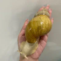 فروش نوزاد حلزون آفریقایی (مناسب پت و حلزون تراپی)