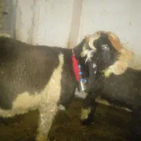 بره قوچی