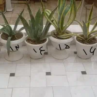 گل زیبا‌ کا کتوس