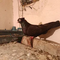 جفت زاغ ابادانی عروسک، نورآباد ممسنی