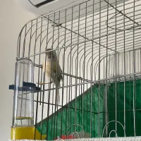 قناری نر و ماده