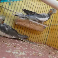 عروس هلندی
