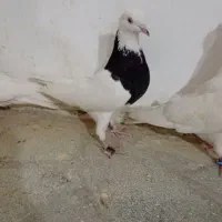 ۳ عدد کبوتر سالم
