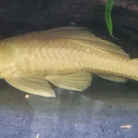 ماهی کتفیش لجنخوار البینو