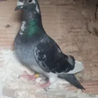 کبوتر