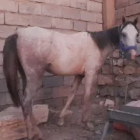 فروس ۷ راس اسب
