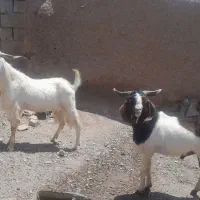 گوسفند