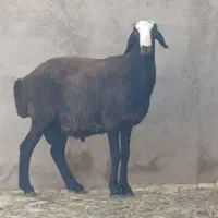 شیشک قوچ