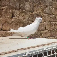 چشم سفید اصیل اراکی