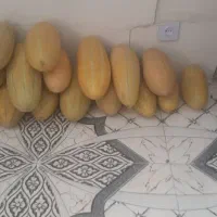 خربزه شیرین تازه۱۸