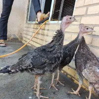 جوجه بوقلمون گوشتی v1 فرانسه