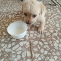 فروش یک  توله  سگ پاپی  ۲ماهه