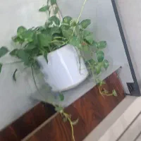 گیاه پتوس با گلدون