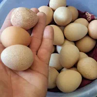 تخم مرغ شاخدار