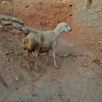 گوسفند ابستن