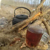 نهال آریا|خدمات باغبانی و درختکاری|تهران, آذربایجان|دیوار