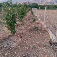 باغ فروشی