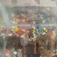 ماهی کوپی