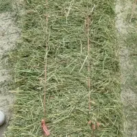 پرس یونجه