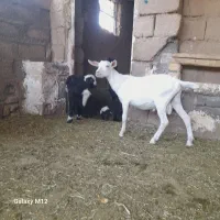 بزغاله سانن نر