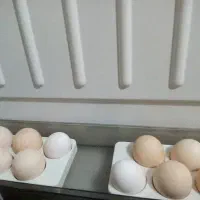 تخم مرغ محلی نطفه دار