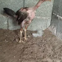 جوجه لاری و خروس لاری در حد