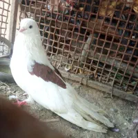 کبوتر پشتدار