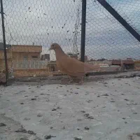 کود کفتر
