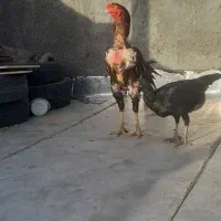 مرغ خروس لاری
