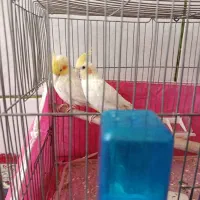 طوطی جفت نر وماده