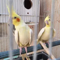 یک جفت عروس هلندی مولد