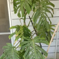 گل برگ انجیری درشت ۳ ساله برگ درشت