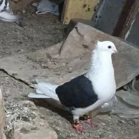نرماده پوشتی کویتی