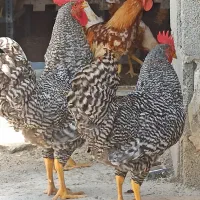 خروس آمروک و لوهمن پنج ماهه