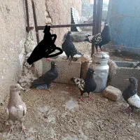 فروش 7تا کفتر سینه نر و ماده با جوجه هاش و کله سیا
