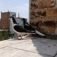 کبوتر چپ و دم سفید