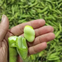 باقالی محلی کشاورزی ، ارسال رایگان