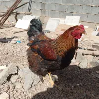 فروش مرغ